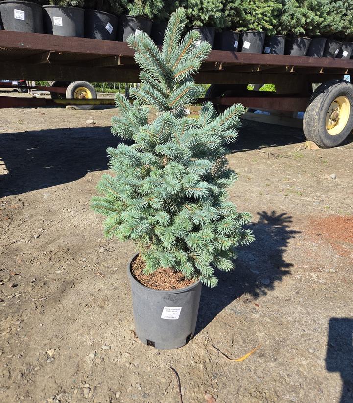 Picea pungens Baby Blue