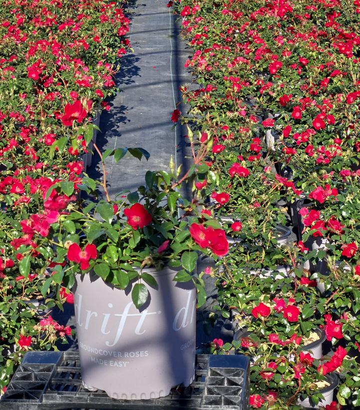 Rosa Scarlet Drift®
