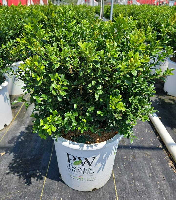 Buxus NewGen Independence®