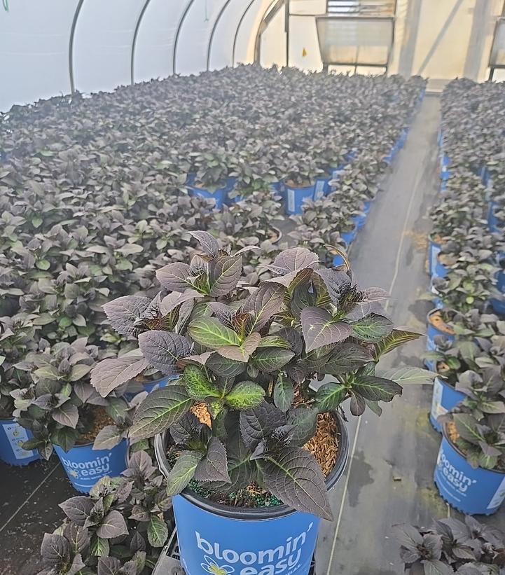 Hydrangea macrophylla Soul Mate™