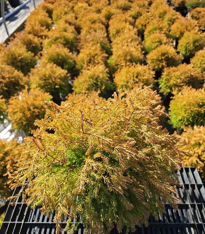 Thuja occidentalis Fire Chief™
