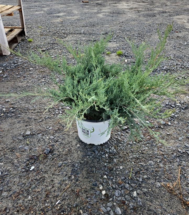Juniperus chinensis Montana Moss®