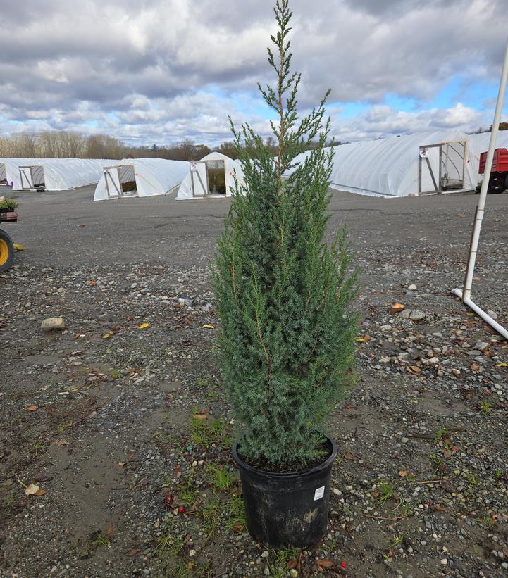 Juniperus x Star Power®