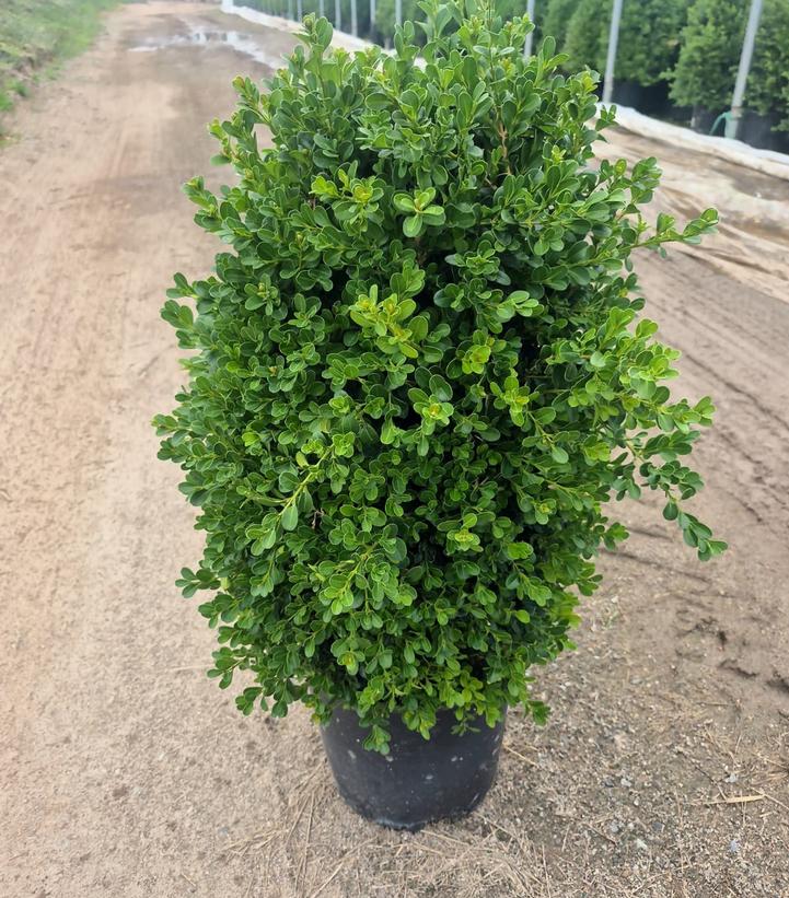 Buxus 'Cranberry Creek'
