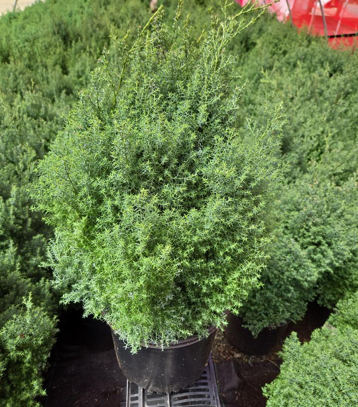 Chamaecyparis obtusa 'Blue Feathers'