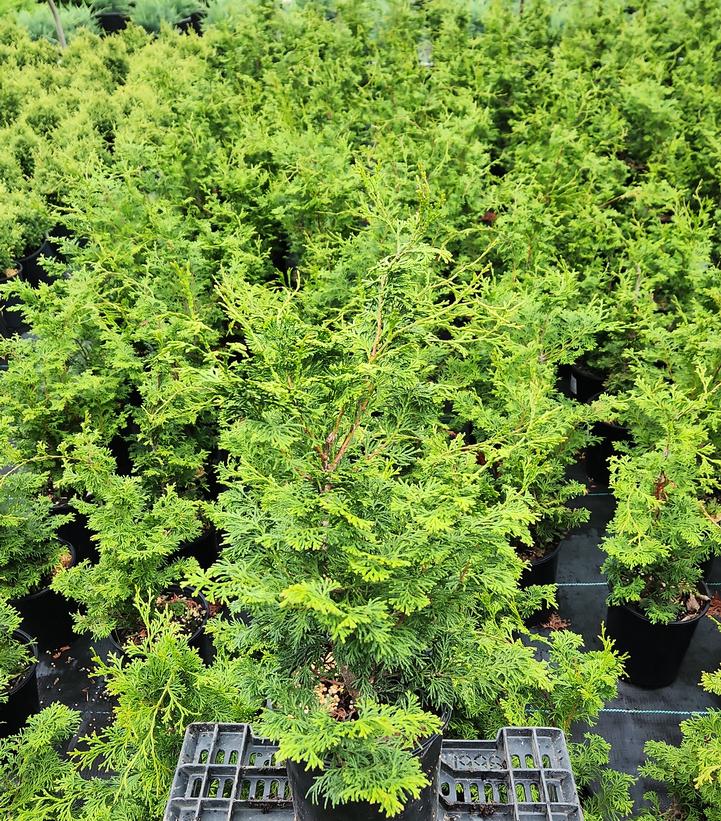 Chamaecyparis obtusa 'Gracilis'