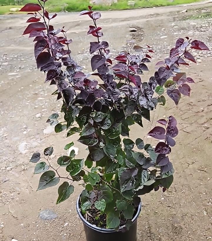 Cercis canadensis Garden Gems® Amethyst