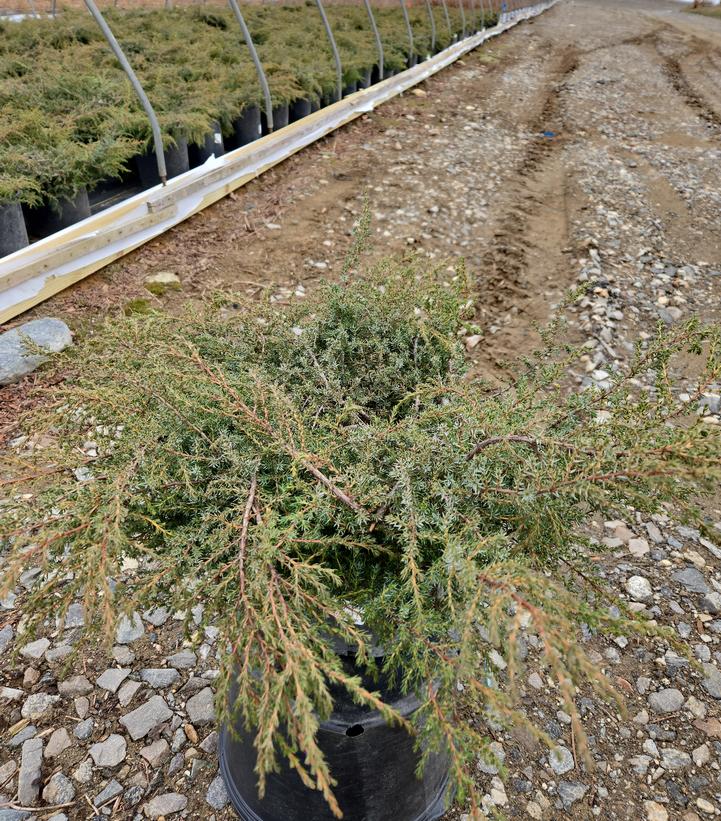 Juniperus communis 'Effusa'