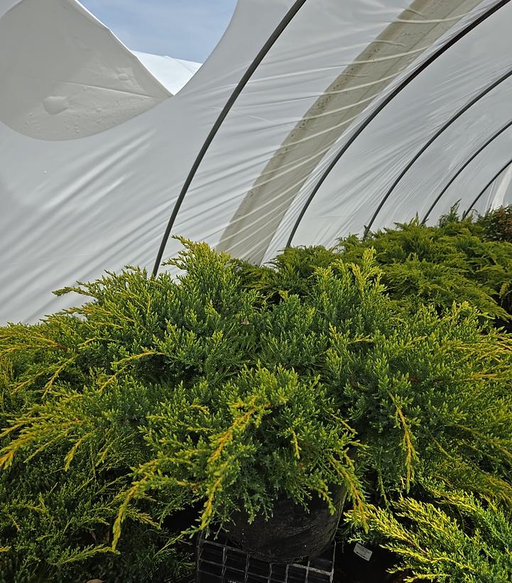 Juniperus chinensis 