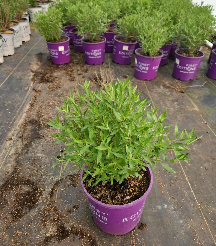 Caryopteris x cland. Sapphire Surf™
