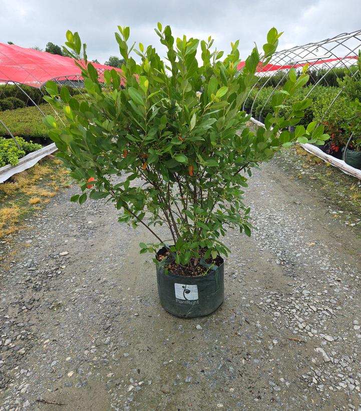 Aronia arbutifolia Brilliantissima