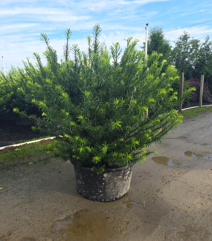 Cephalotaxus harringtonia 'Duke Gardens'