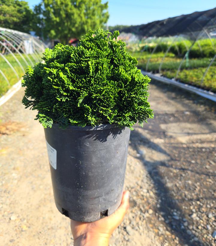 Chamaecyparis obtusa Nana