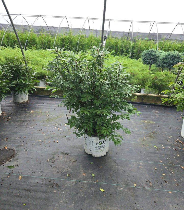 Euonymus alatus Fire Ball Seedless®