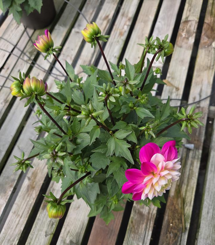 Dahlia Dalaya®Pink Lace