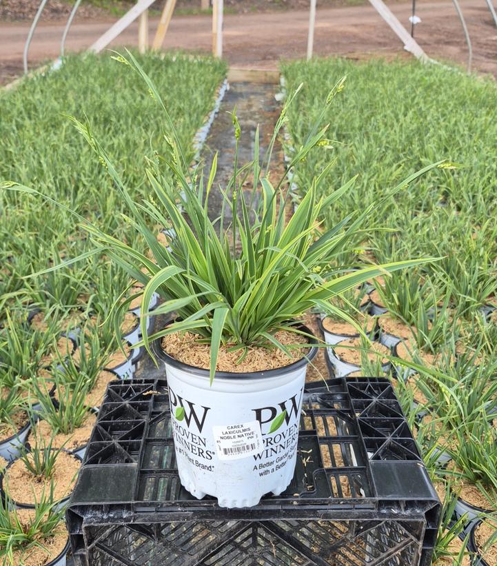 CAREX LAXICULMIS `NOBLE NATIVE` 