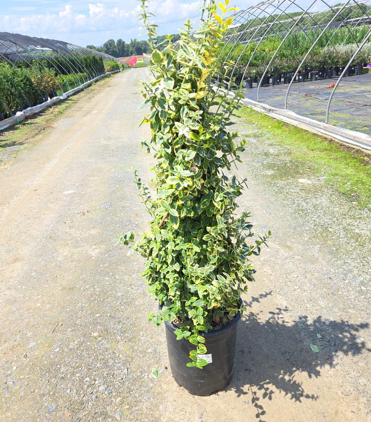 Euonymus f. 'Emerald 'n' Gold'