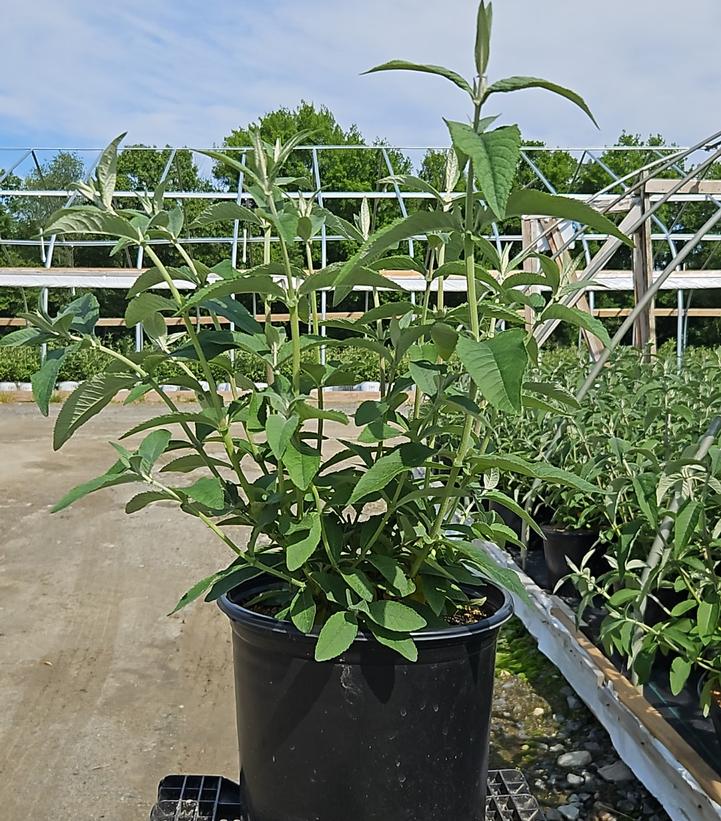 Buddleia x weyeriana 'Bicolor'