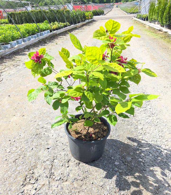 Calycanthus r. Hartlage Wine