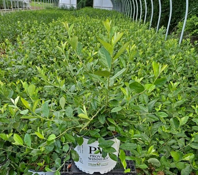 Aronia arbutifolia Berry Scape®