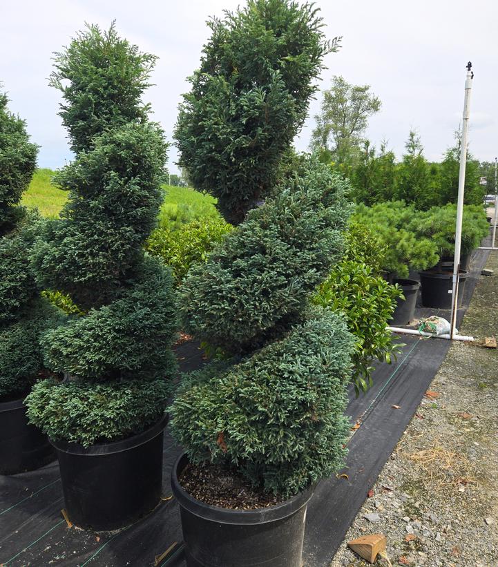 Chamaecyparis pisifera 'Cyano-viridis'
