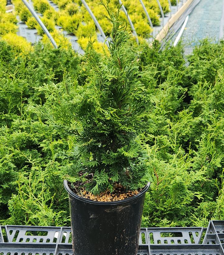 Chamaecyparis obtusa 'Wells Special'