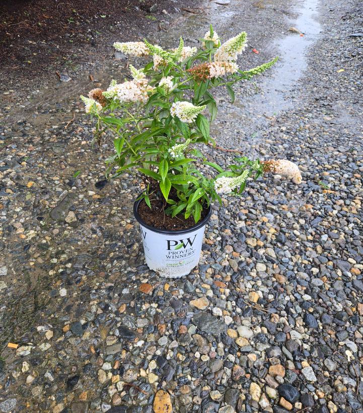 Buddleia x Pugster White®