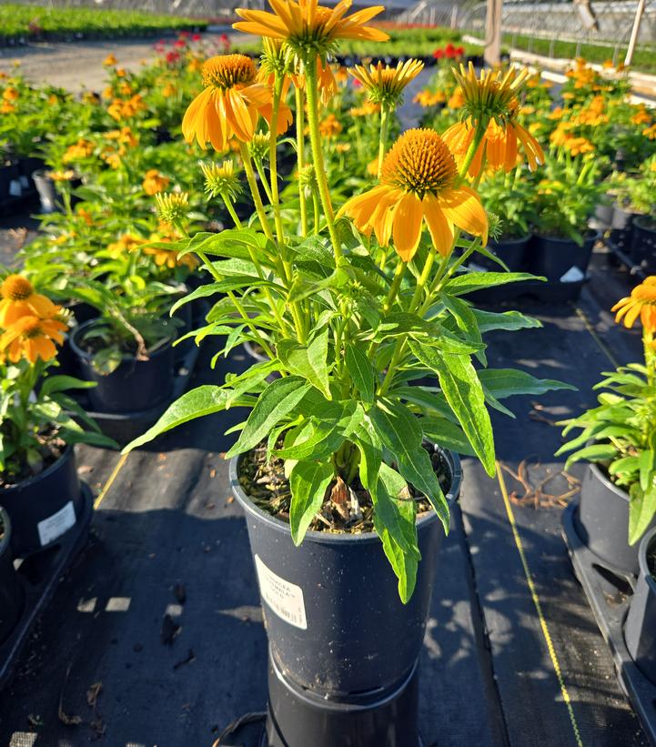 Echinacea Guatemala™ Gold