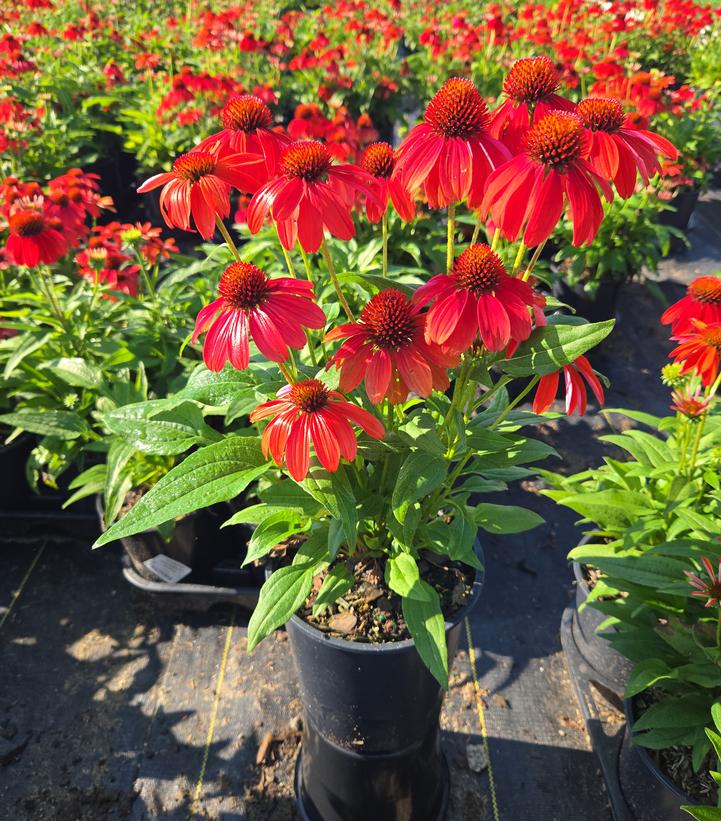 Echinacea Guatemala™ 'Papaya'