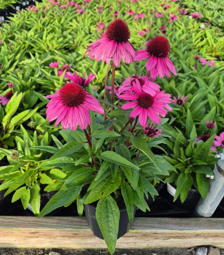 Echinacea x SunMagic® 'Vintage Hot Pink'