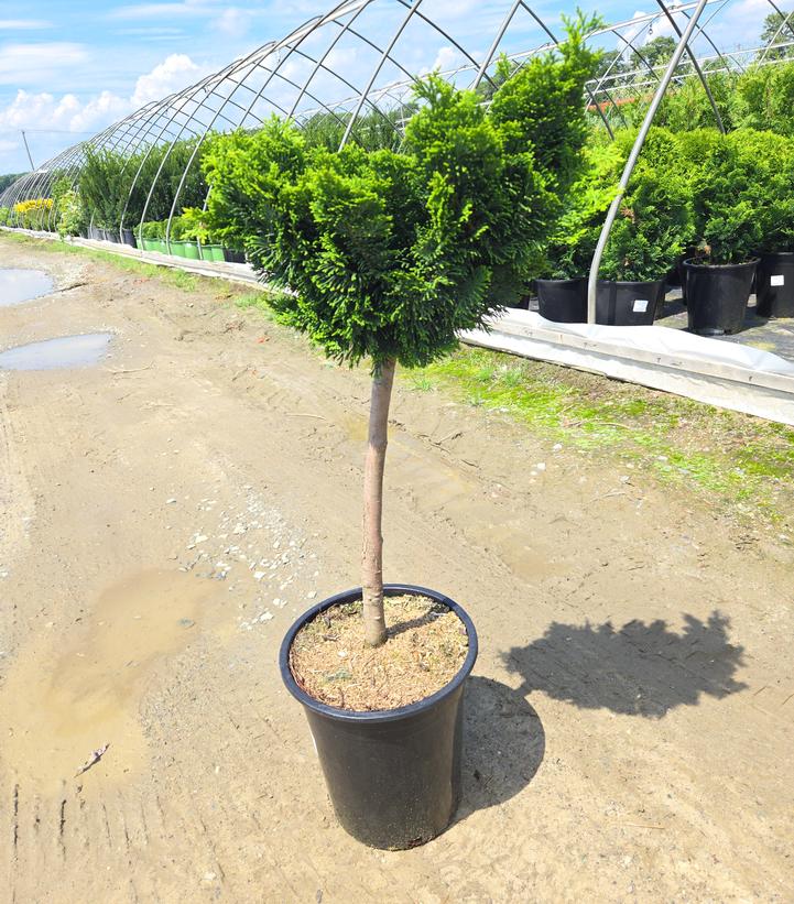 Chamaecyparis obtusa Nana Gracilis