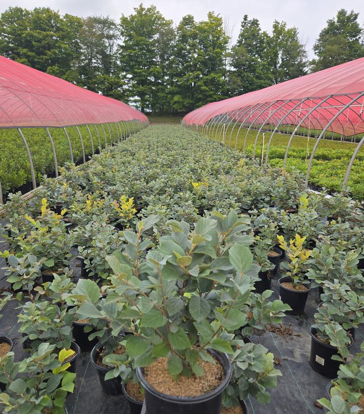 Fothergilla gardenii 'Whispering Blue'