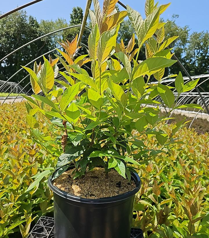 Cephalanthus occidentalis 