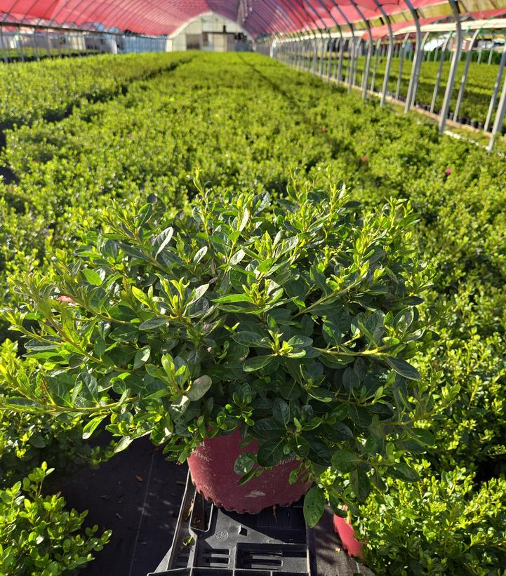 Azalea x Encore® Autumn Kiss®