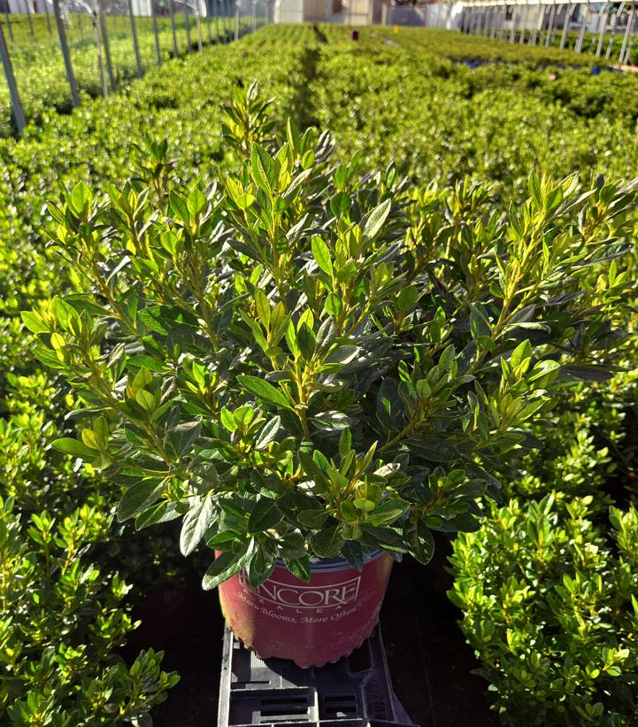 Azalea x Encore® Autumn Velvet®