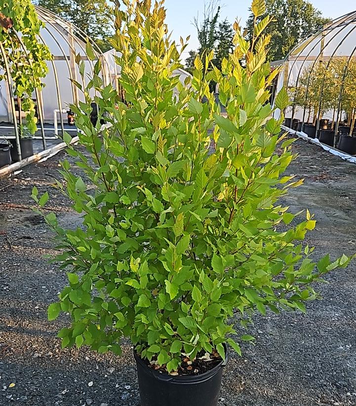 Betula nigra 