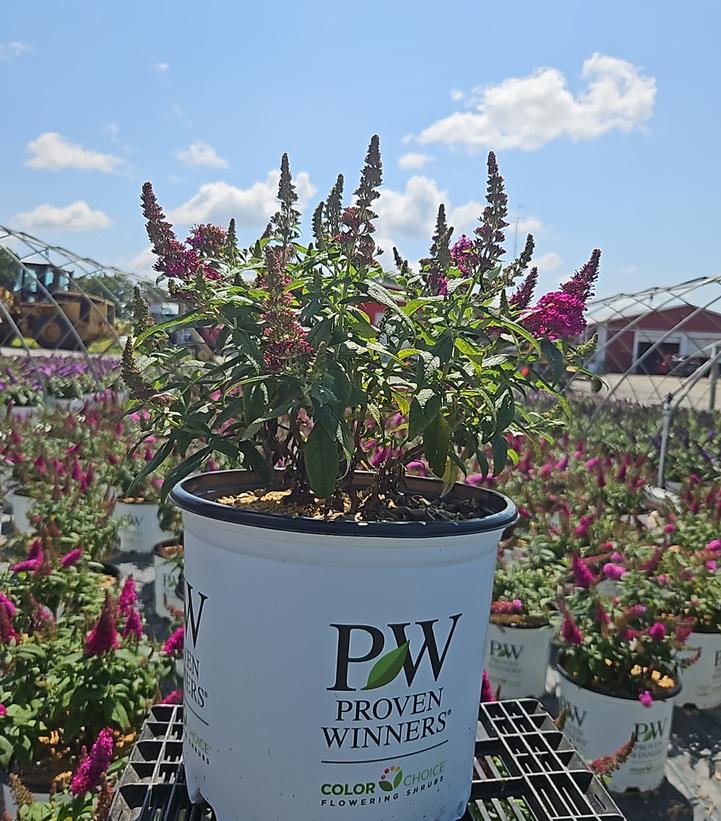 Buddleia x Pugster Pico Punch™