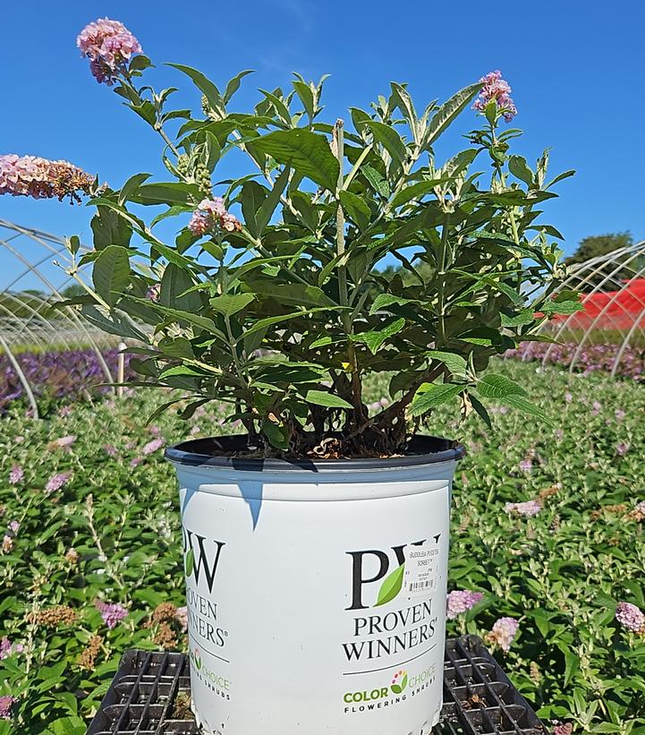 Buddleia x Pugster Sorbet™