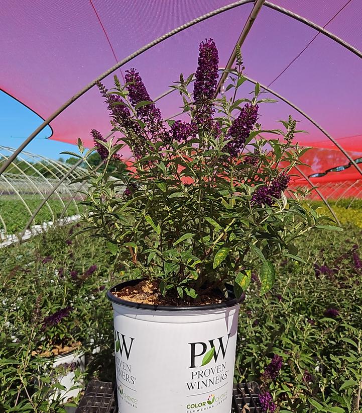 Buddleia x Darkest Night®