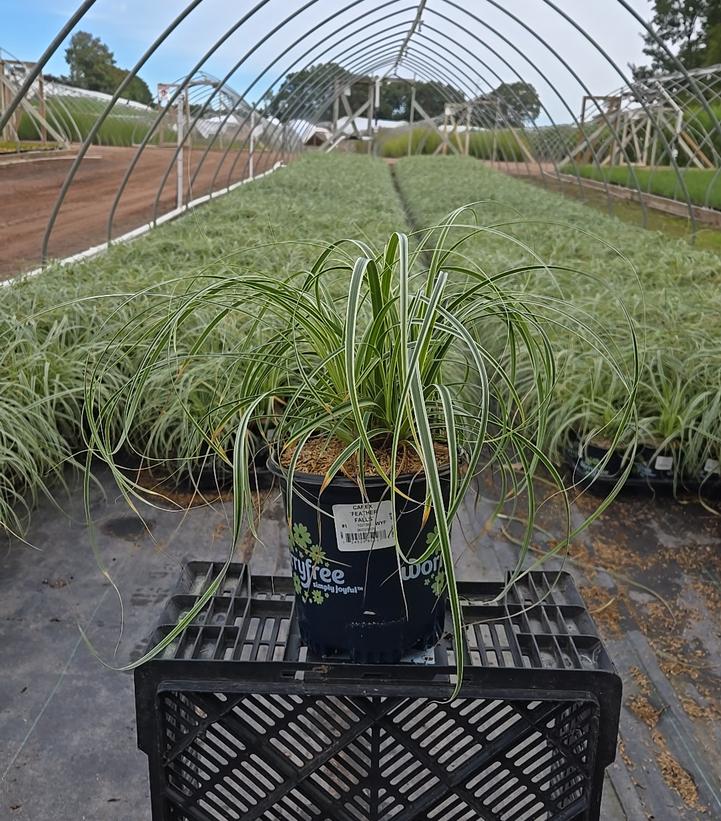 Carex oshimensis Feather Falls™