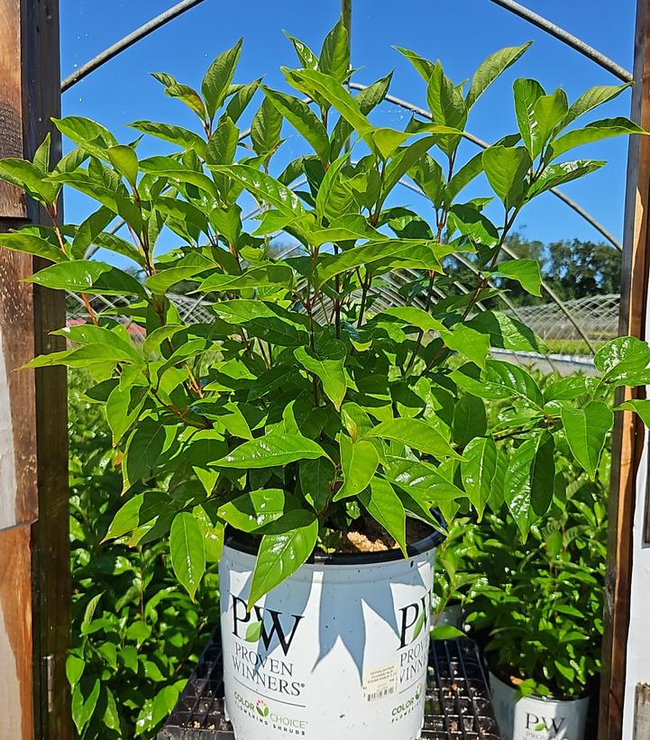 Cephalanthus occidentalis Sugar Shack® 2.0