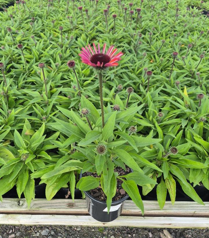 Echinacea x SunMagic® Vintage 'Electric Orange'