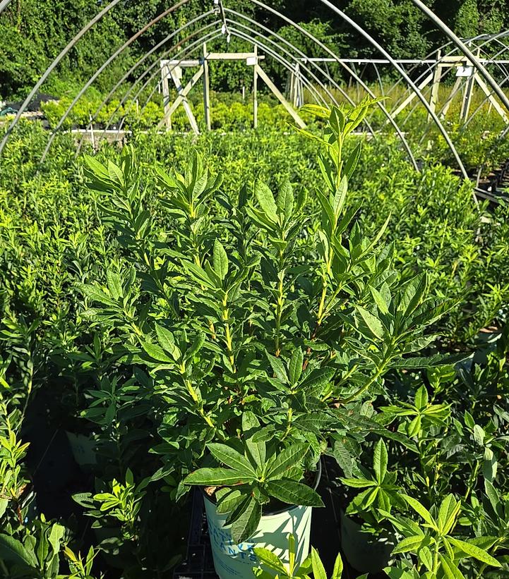 Azalea calendulaceum 