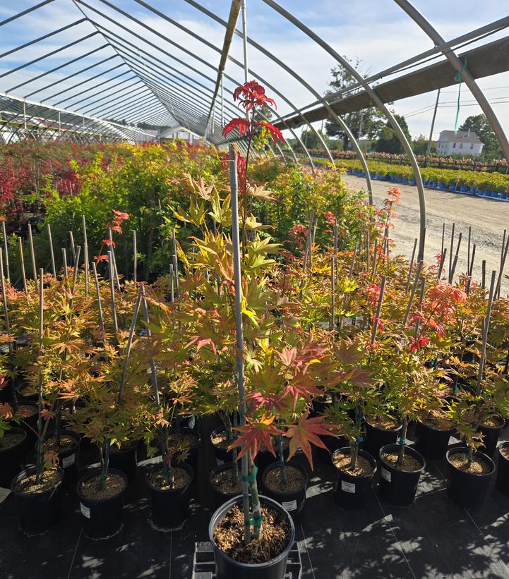 Acer shirasawanum 'Autumn Moon'