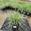 View Current Crop Photo