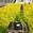 View Current Crop Photo