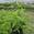 View Current Crop Photo