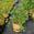 View Current Crop Photo