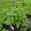 View Current Crop Photo