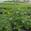 View Current Crop Photo